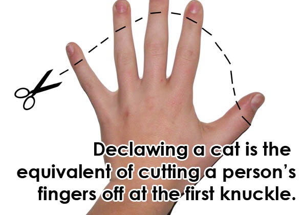 8 Reasons You Should Never Declaw!