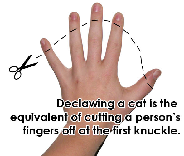 declawing knuckles cut