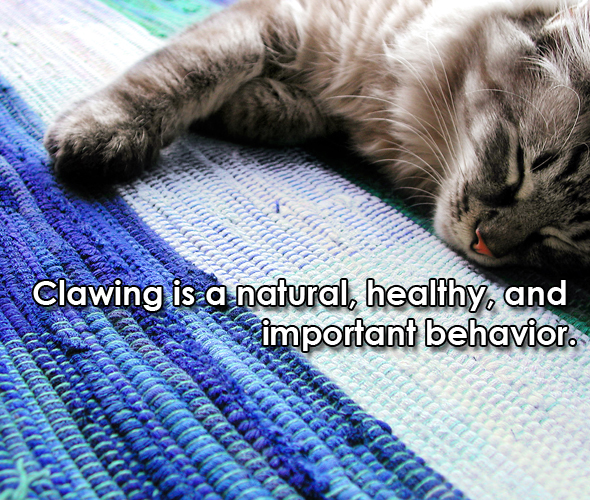 declawing cute cat