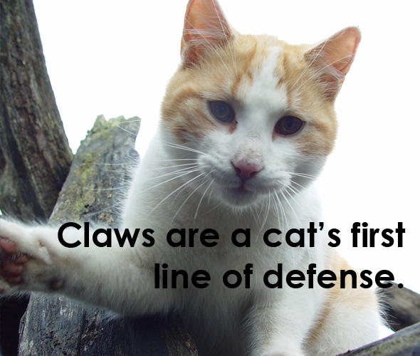 declawing defense