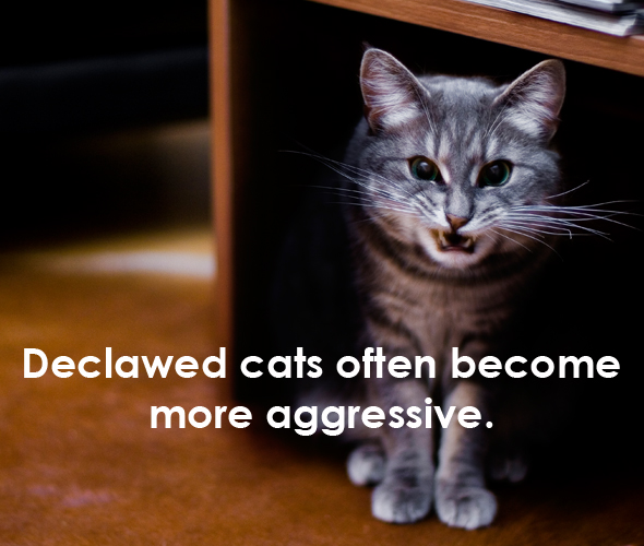 declawing aggressive