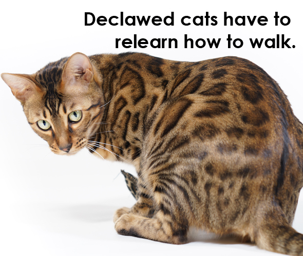 declawing cat walking issues