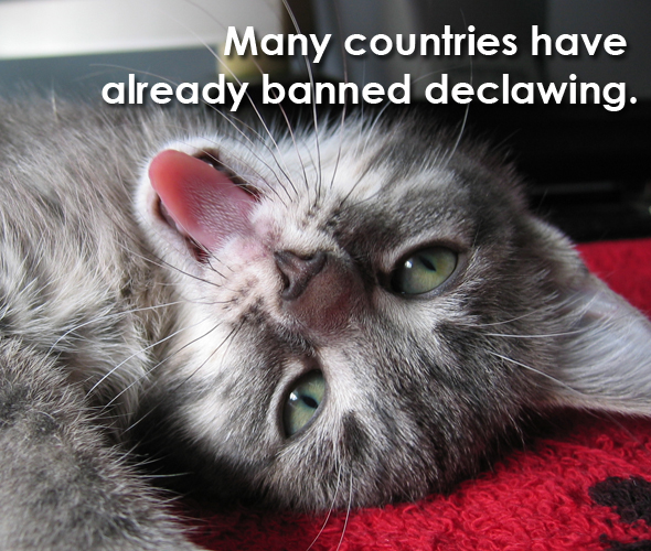 declawing ban