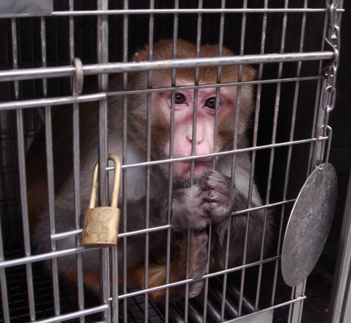 monkey in cage