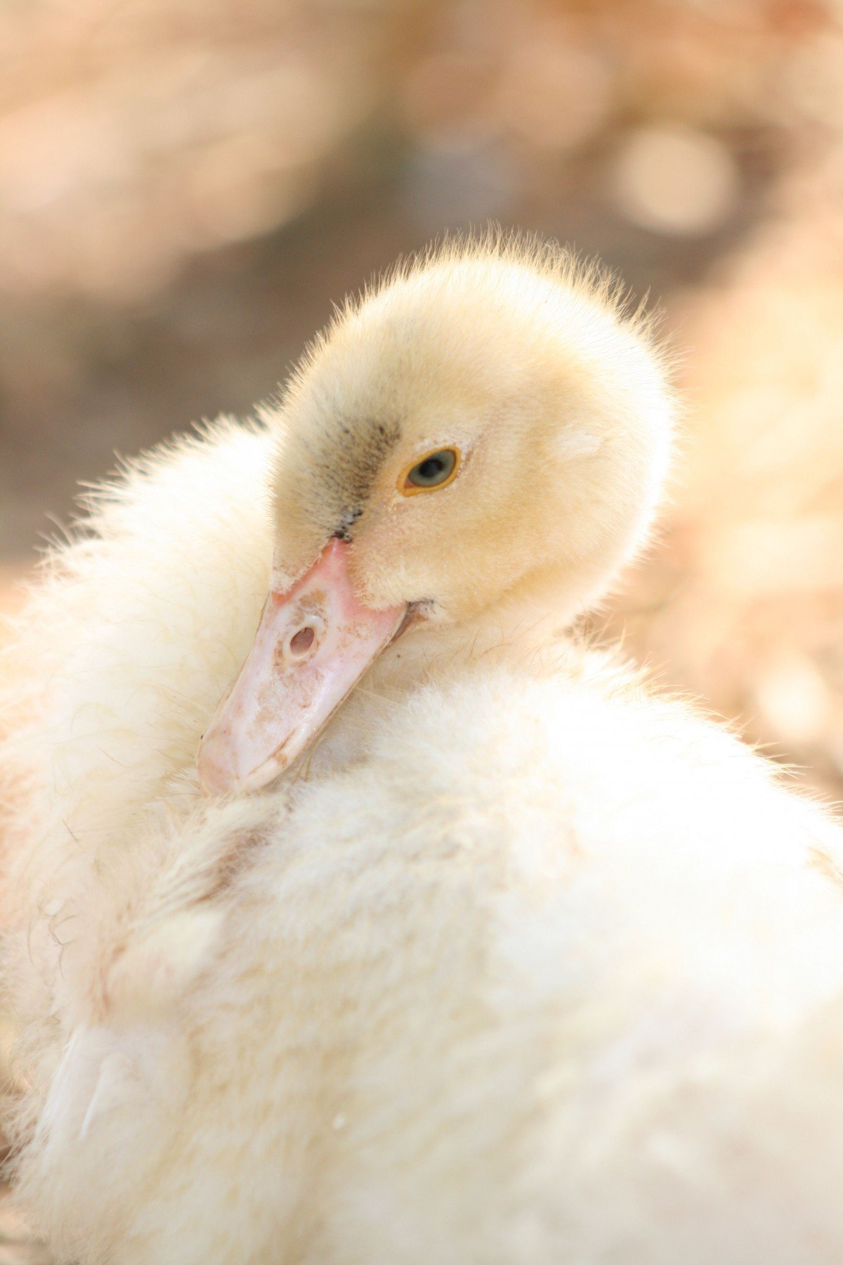 cute duckling