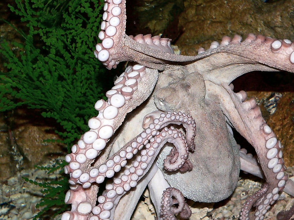 Octopus