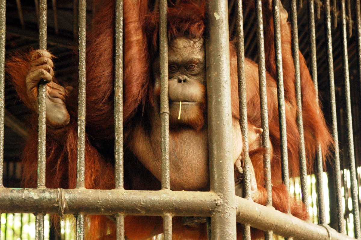 orangutan in zoo