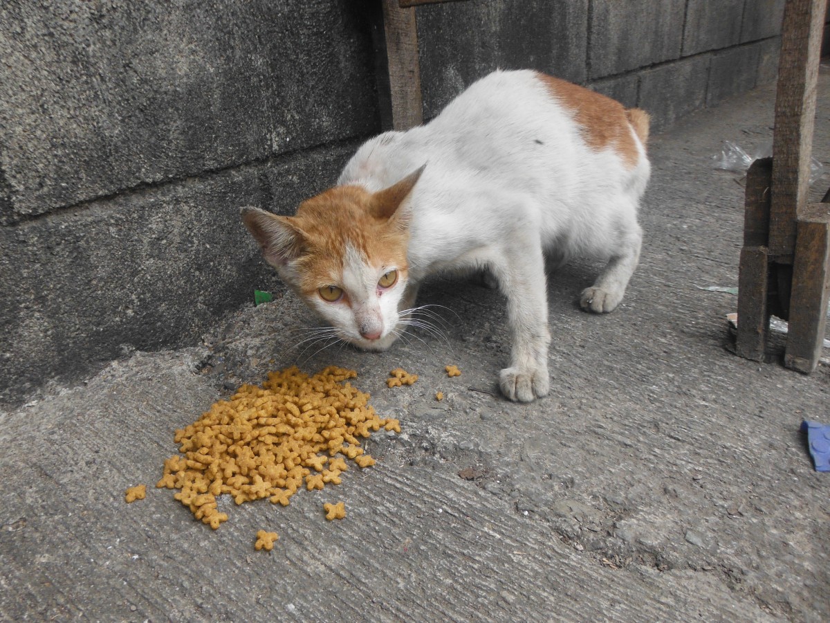 Zamboanga Crisis animal rescue