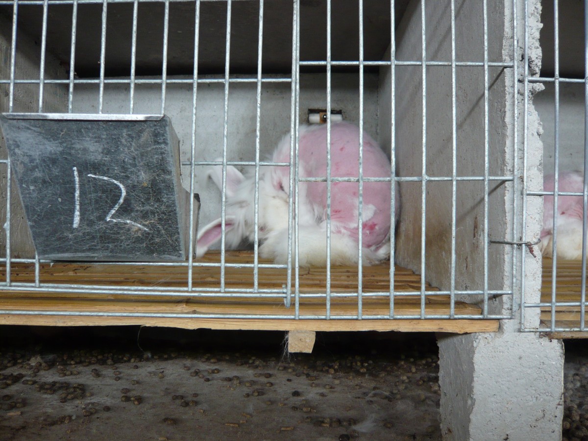 Angora rabbit after fur plucking