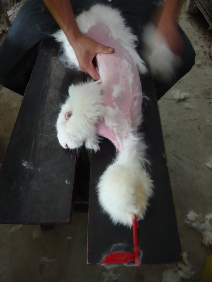 angora rabbit buy