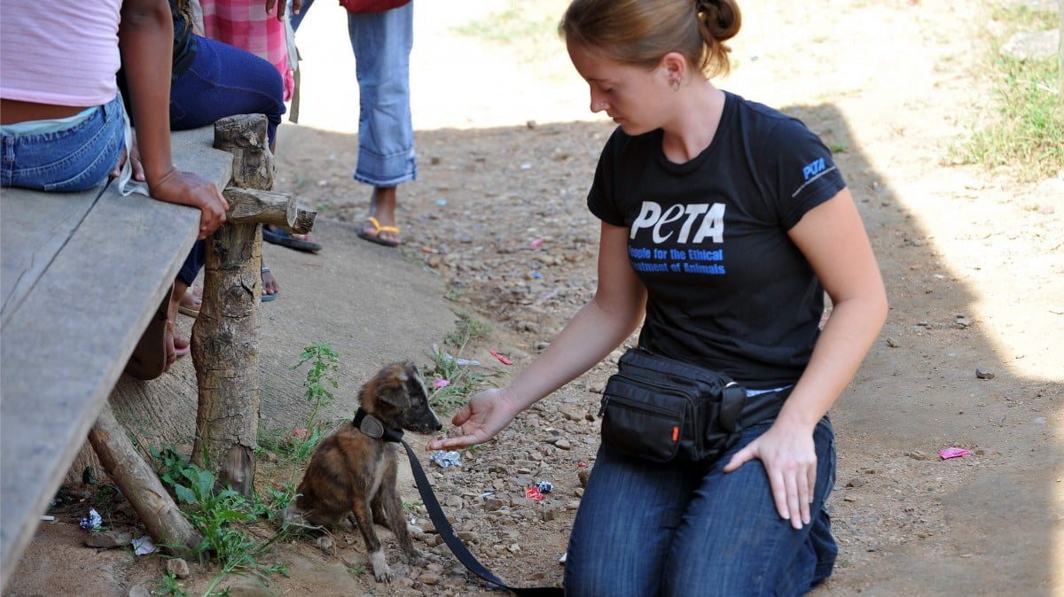 A puppy with diarrhea and mange gets medicine from PETA. Photo credit: Mihai Vasile / Four Paws 