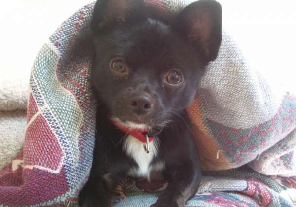 8 Reasons to Adopt—Not Buy—Dogs