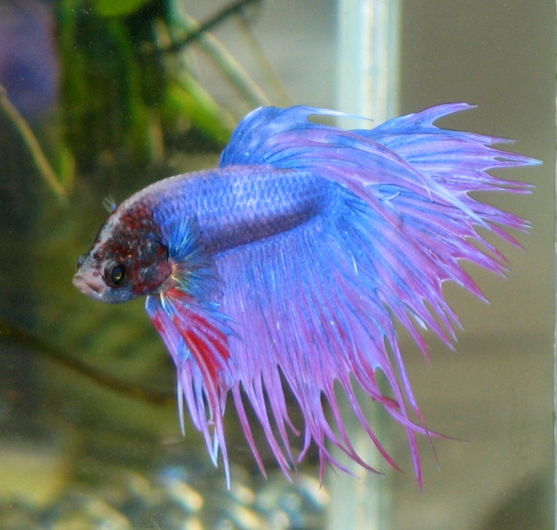 Siamese-fighting-fish