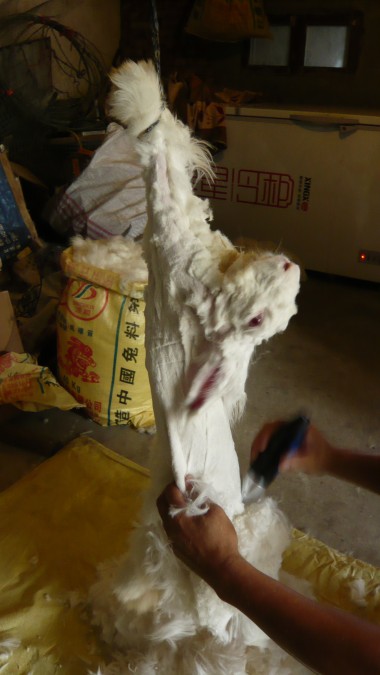 angora rabbit fur cutting with electric shear 