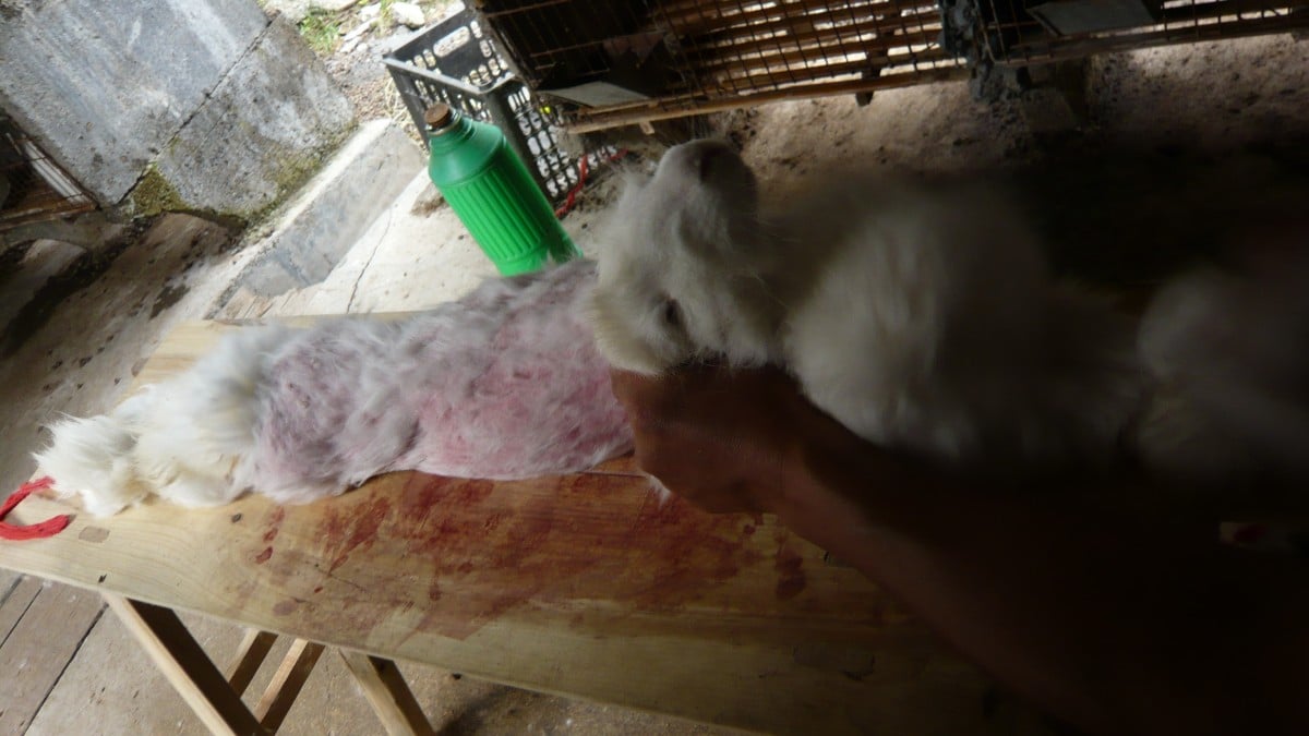 angora rabbit fur plucking