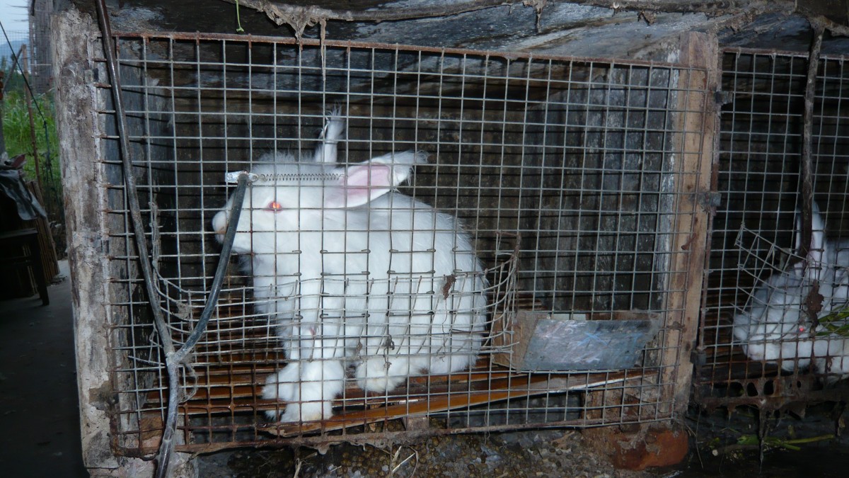 angora rabbit in cage