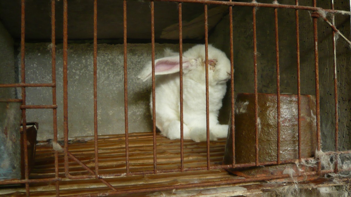 angora rabbit in cage with eye discharge