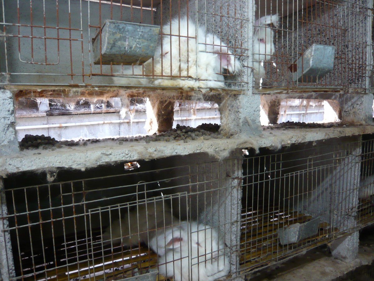 angora rabbits in cages