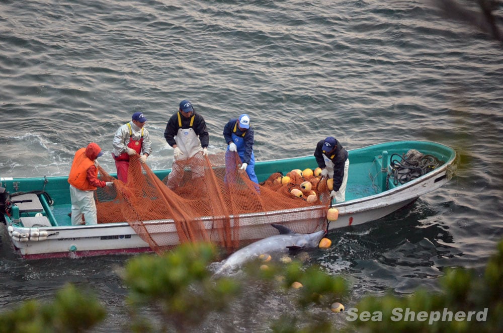 dolphin slaughter Taiji