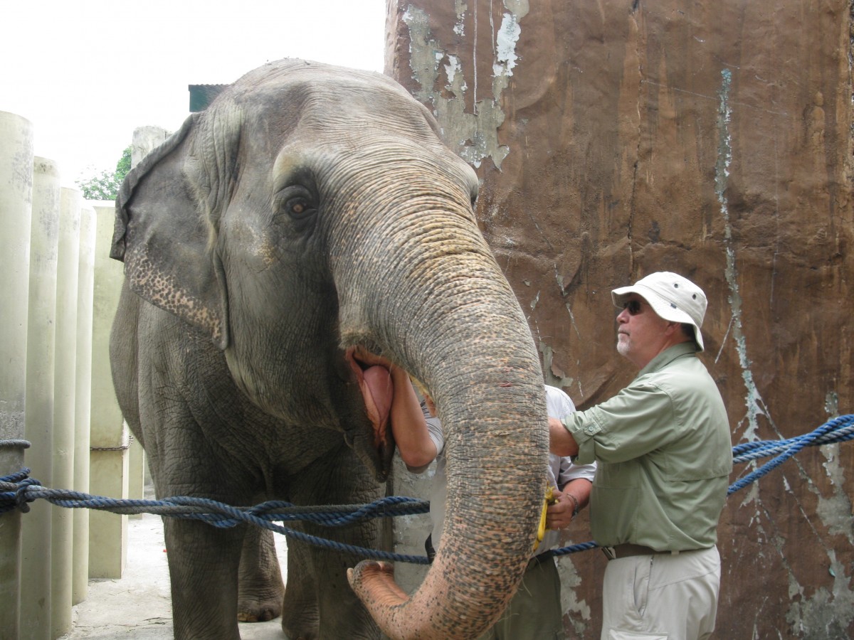 Dr. Mel examining Mali at the Manila Zoo