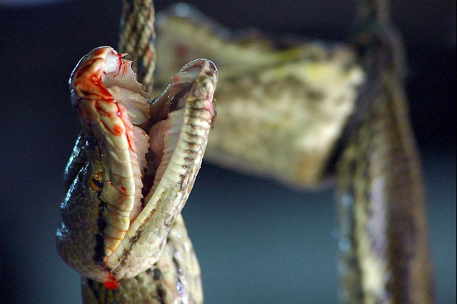 close-up of bloody snake's face