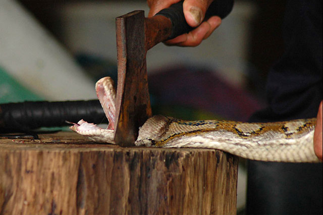 snake being decapitated with an axe