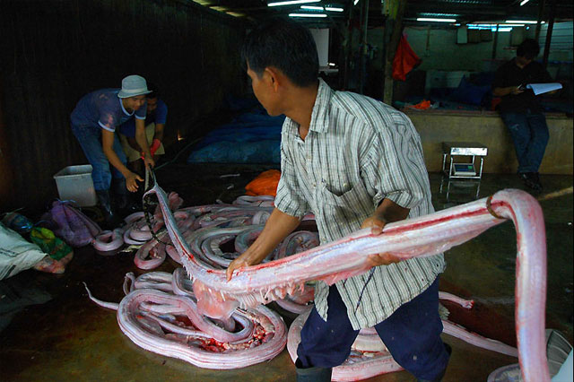 skin being removed from snake