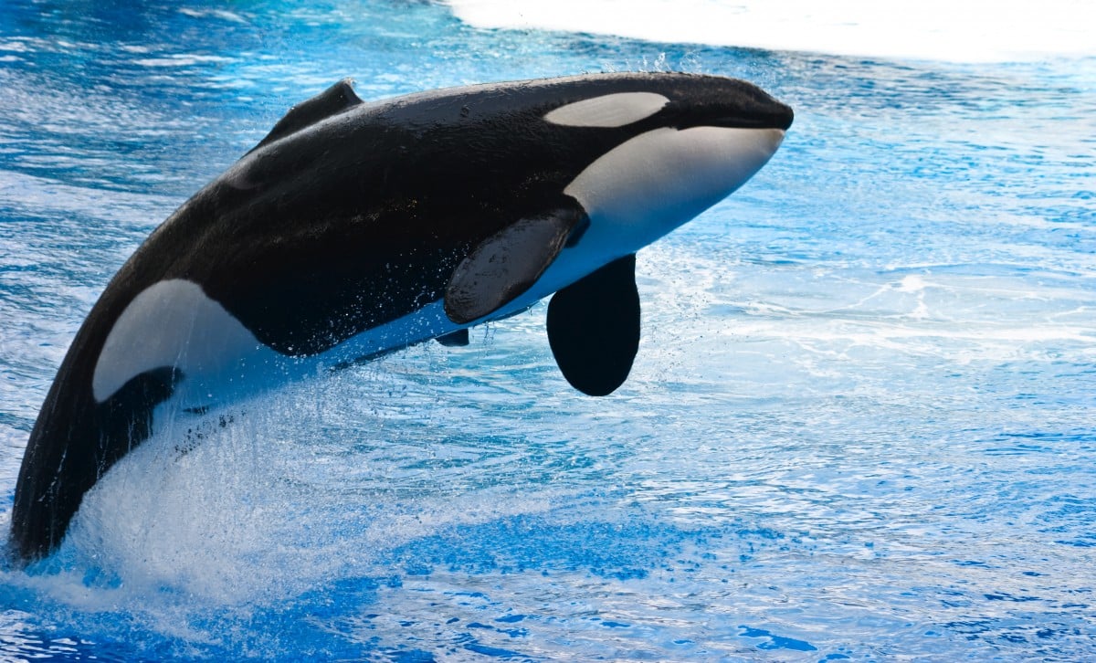 Movie in Review: Blackfish