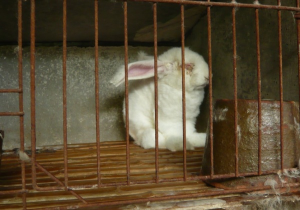 More Major Retailers Drop Angora Wool