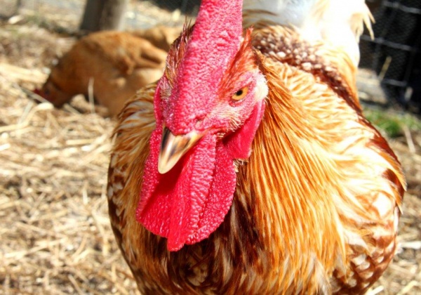 Animal Rights: An Intersectional Issue