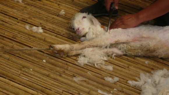 sheep shearing