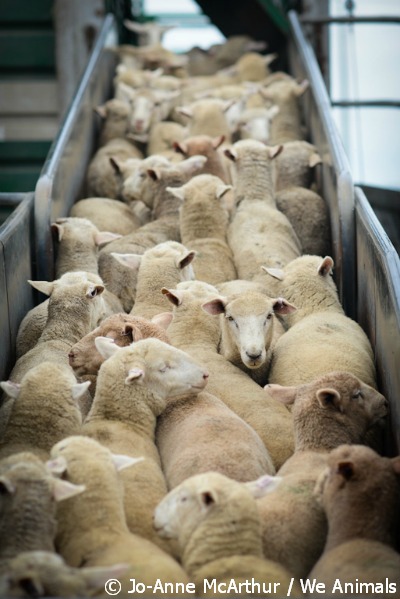 sheep slaughter