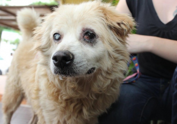 Clover’s Story: Adopting an Older Animal