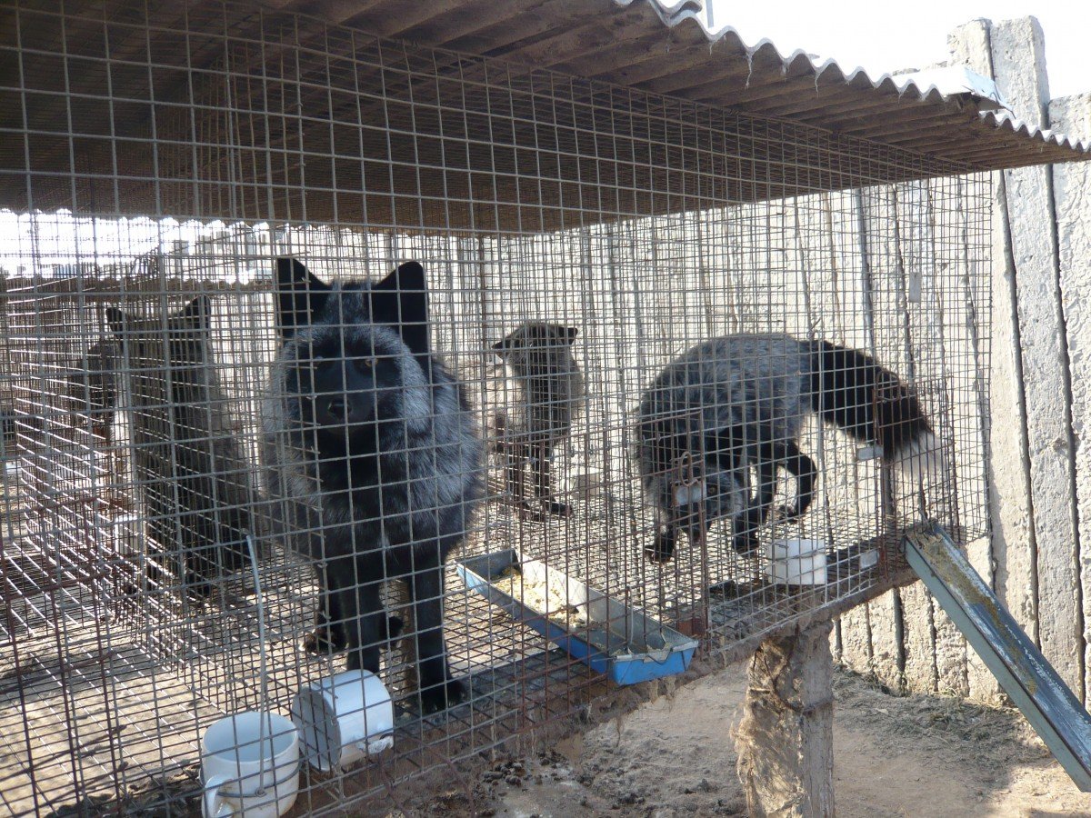 silver foxes in cage