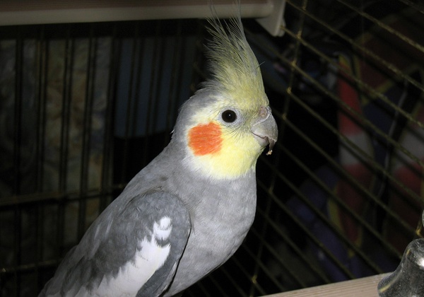 Why You Shouldn’t Buy ‘Pet’ Birds