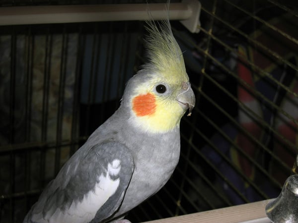 cockatiel