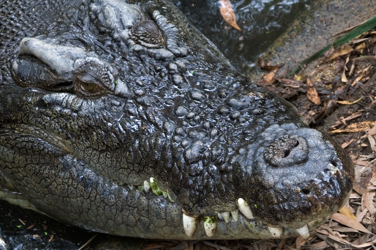 Malang the Crocodile Swims Free, Once Again