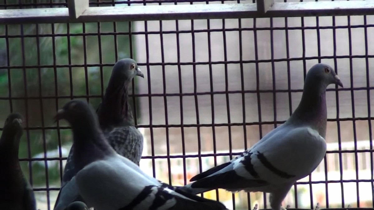 racing pigeons in loft