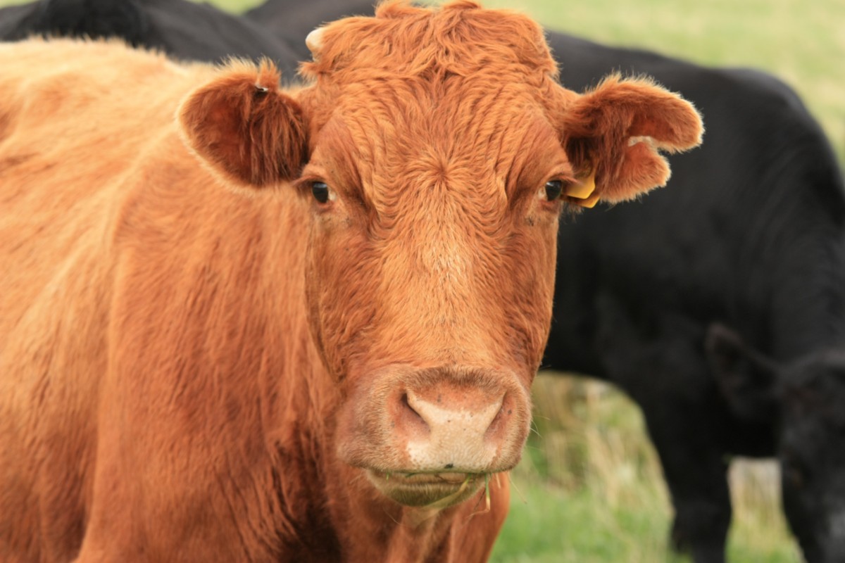 Halal Meat: Animal Cruelty Revealed Halal Meat: Animal Cruelty Revealed