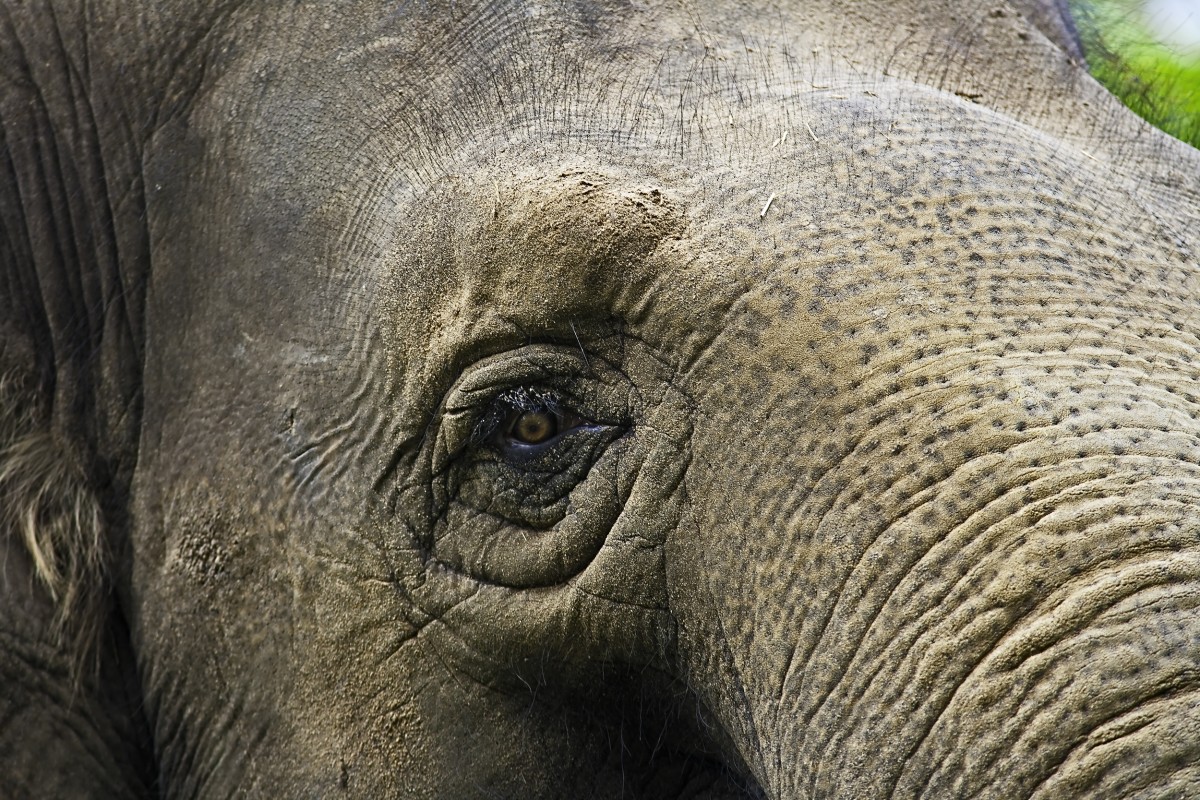 Appalling Animal Attraction: Beppu Jigoku