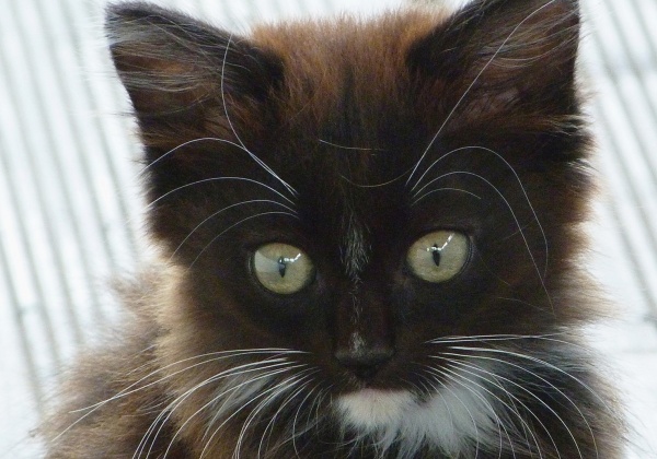 Victory! Cruel Fetish Animal Torturer Sentenced to Prison