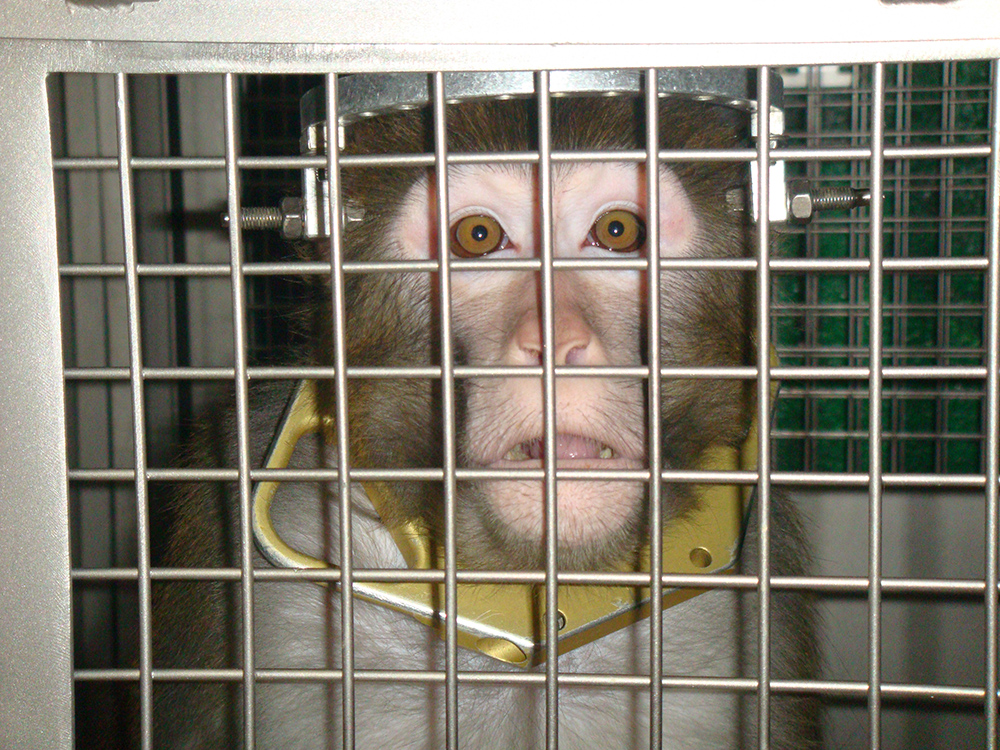 primate, Frik, with a device on his head in a cage