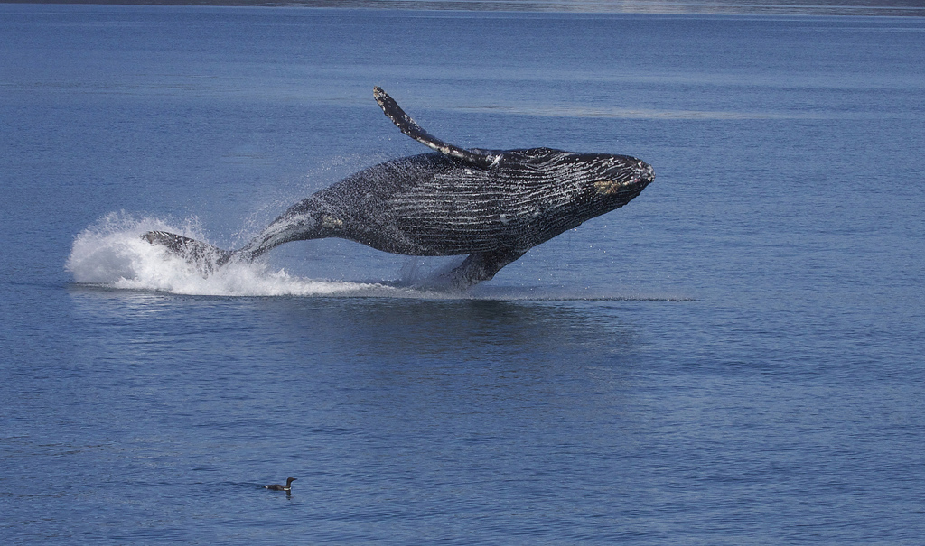 Humpback whales 