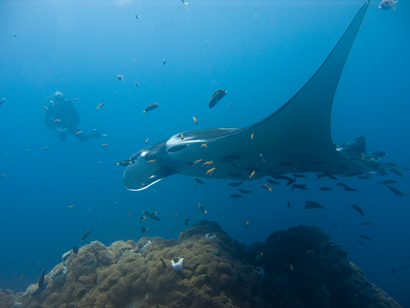 Manta Ray