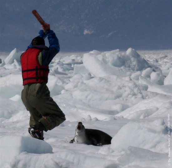 14 Shocking Seal Slaughter Photos