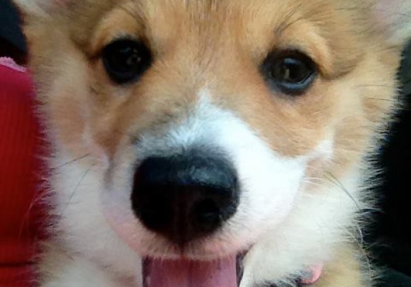 Considering a Companion Animal? Reflect on These Questions Before You Commit