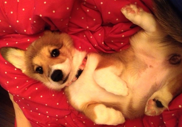 Understanding the Misunderstood: Purebreds and Mixed-Breed Dogs