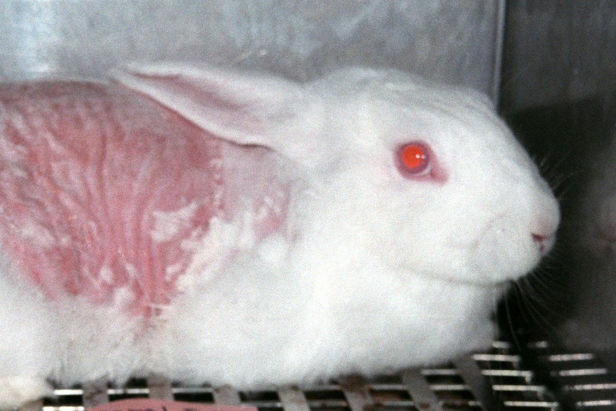 skin irritation test on rabbits