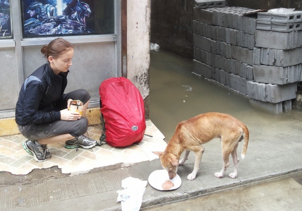 The Animals of Typhoon Hagupit