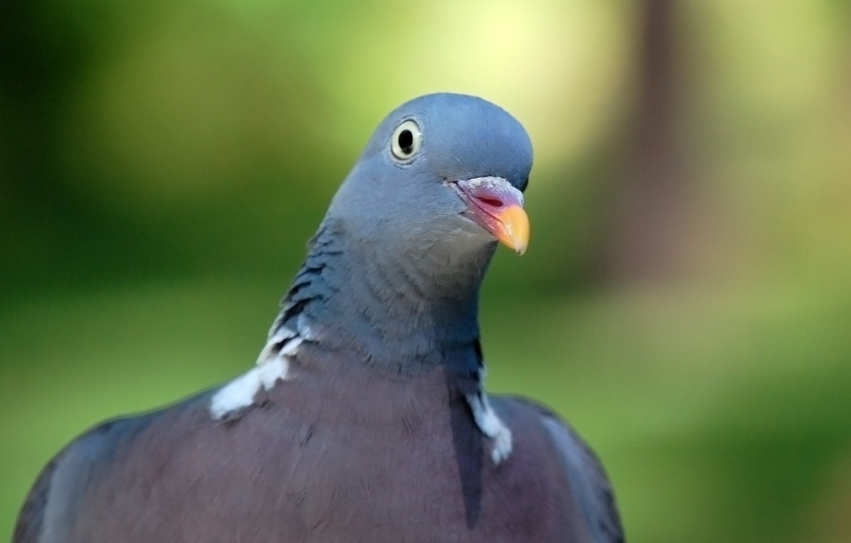 Authorities Crack Down on Bird Abusers